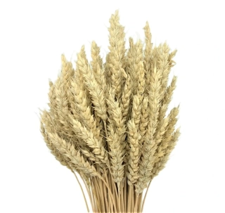 Svazek obilí 30 cm, pšenice 10 ks