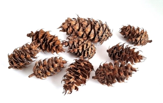 Šiška douglaska, 10 ks