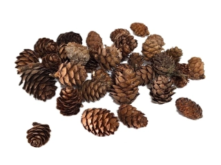 Šiška modřín, 20 ks