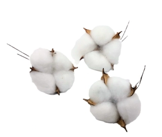 Bavlna květ, 3 ks