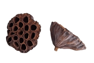 Lotos 6 - 7,5 cm (L), 1 ks