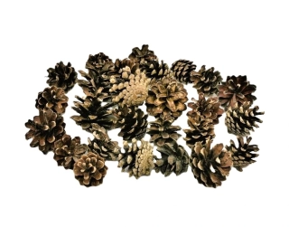 Šiška borovice mini, 12 ks