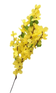 Zlatice (zlatý déšť) 50 cm