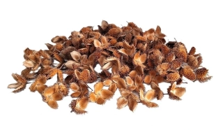 Skořápka bukvice, 50 g