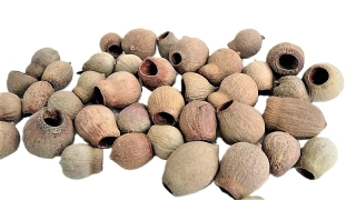 Bellgum přírodní, 5 ks