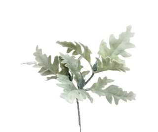 Starček Senecio 18 cm, šedá/bílá