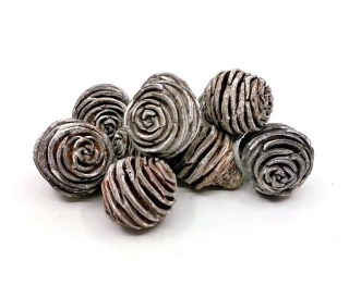 Šiška Platyspermum 3,5 - 5 cm/ojíněná, 3 ks