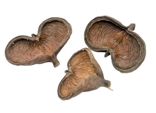 Badam přírodní, 1 ks