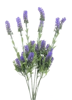 Levandule 48 cm s výhony