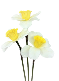 Narcis 39 cm bílá, 3 ks