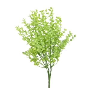 Eukalyptus drobnolistý 35 cm, zelená světlá