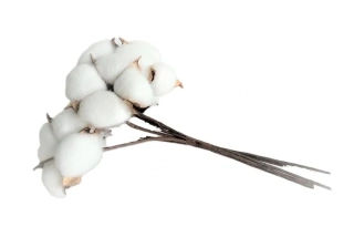 Bavlna 20 cm na stonku, 3 ks