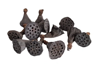 Lotos mini 2,5 - 3 cm (mix S), 5 ks