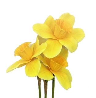 Narcis 39 cm žlutá, 3 ks