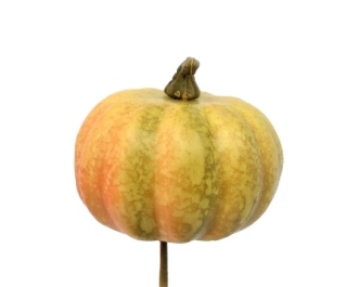 Dýně 6 cm zápich, oranžová/zelená