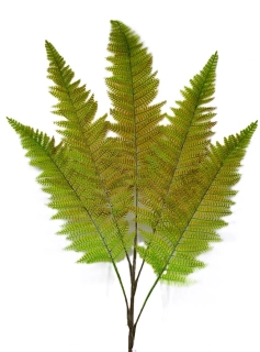 Kapradí 70 cm 5 výhonů, zelená/oranžová