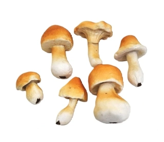 Houby 4-8 cm, 6 ks (0486-6) oranžová