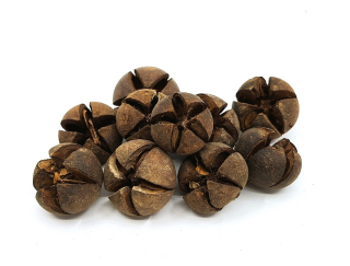 Tillenium plody 2,5-3,5 cm přírodní, 5 ks