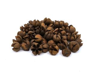 Tillenium plody 1-2,2 cm přírodní, 10 ks