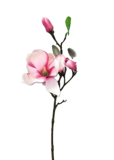 Magnolie 50 cm, růžová/bílá