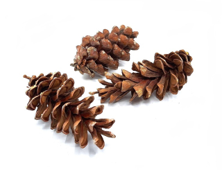 Šiška Vejmutovka 8 - 10 cm (M), 3 ks