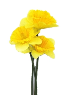 Narcis 33 cm žlutá, 3 ks (VK)