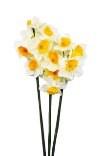Narcis 33 cm (5 květů) bílý, 3 ks