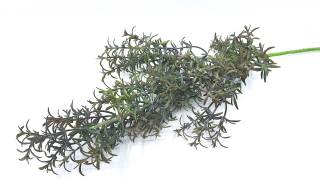 Rozmarýn 60 cm, šedozelená