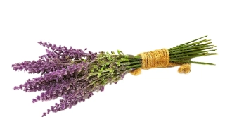 Levandule 27 cm, svazek 24 ks