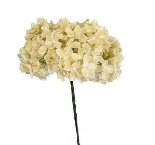 Hortenzie 25 cm svazek 6 ks, krémová