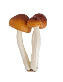 Houby 10 cm v trsu 3 ks, přírodní