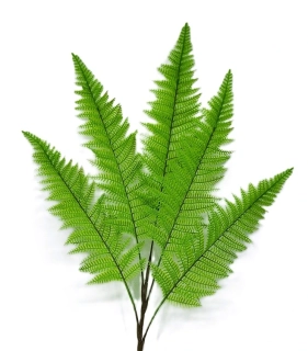 Kapradí 70 cm 5 výhonů, zelená světlá