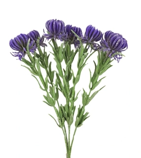 Chrpa 35 cm keřík 7 květů, modrá