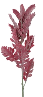 Starček 75 cm, samet vínová