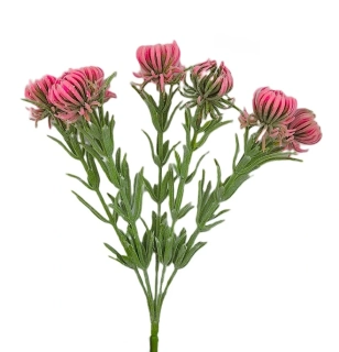 Chrpa 35 cm keřík 7 květů, růžová