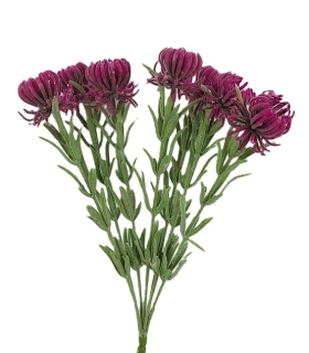 Chrpa 35 cm keřík 7 květů, vínová