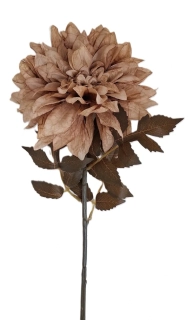 Jiřina 55 cm hnědý list, latté