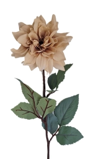 Jiřina 60 cm zelený list, latté