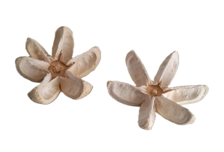 Kartomos 6 - 7 cm bělený, 1 ks