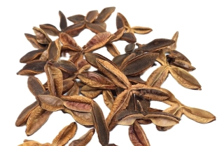 Terra Estrela 5 - 7 cm přírodní, 5 ks