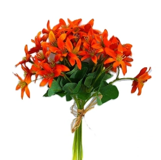 Jaterník 20 cm svazek 10 ks, oranžová