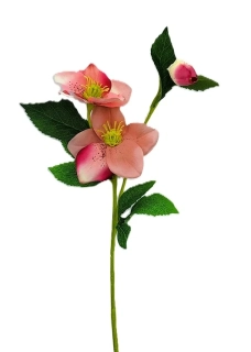 Čemeřice 53 cm s listem, růžová