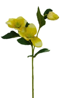 Čemeřice 53 cm s listem, žlutá